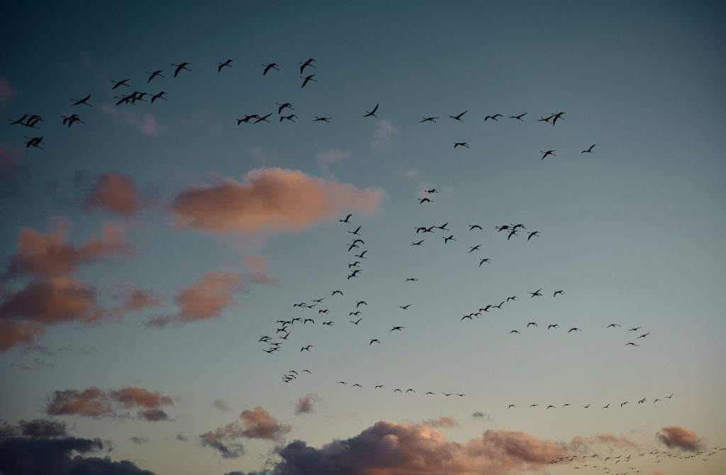 Cowboy Portraits by Seagram Pearce with Milton Schorr